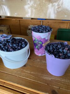 Balubeeren-Aug2021-1