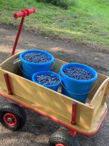 Balubeeren-Aug2021-2